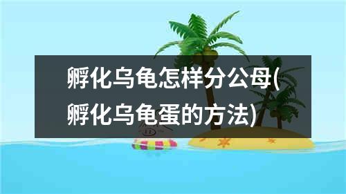 孵化乌龟怎样分公母(孵化乌龟蛋的方法)