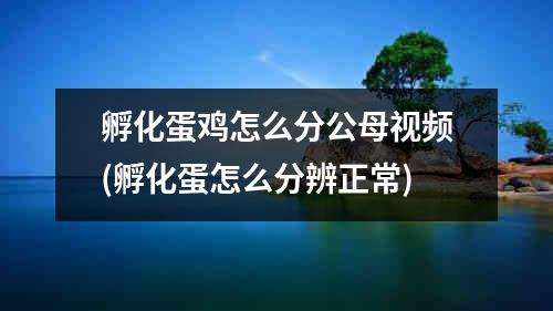 孵化蛋鸡怎么分公母视频(孵化蛋怎么分辨正常)