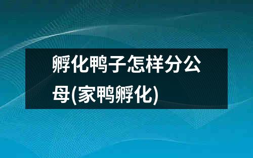 孵化鸭子怎样分公母(家鸭孵化)