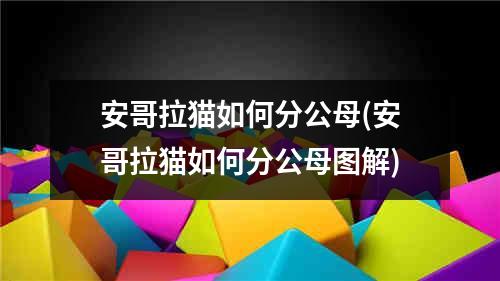 安哥拉猫如何分公母(安哥拉猫如何分公母图解)