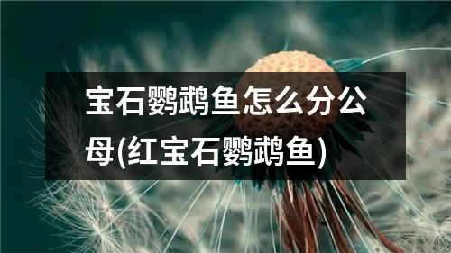 宝石鹦鹉鱼怎么分公母(红宝石鹦鹉鱼)