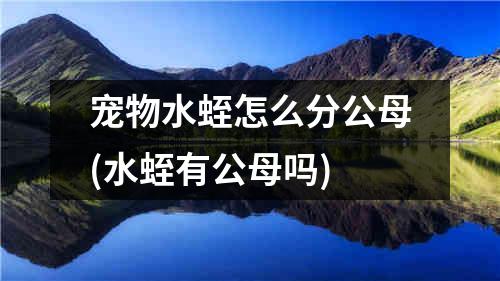 宠物水蛭怎么分公母(水蛭有公母吗)