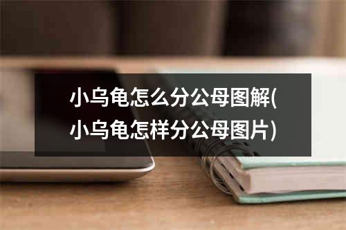 小乌龟怎么分公母图解(小乌龟怎样分公母图片)