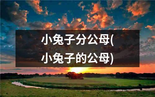 小兔子分公母(小兔子的公母)