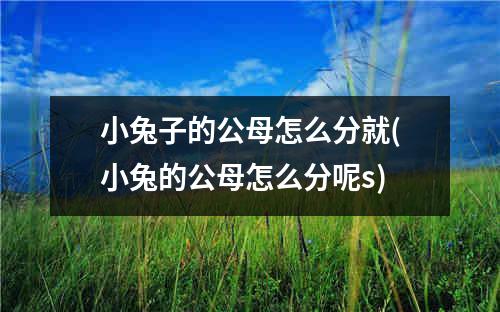 小兔子的公母怎么分就(小兔的公母怎么分呢s)