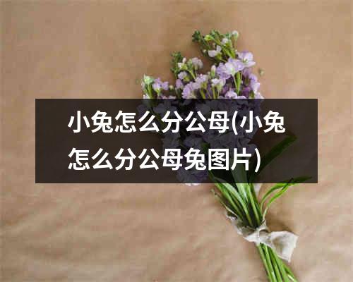 小兔怎么分公母(小兔怎么分公母兔图片)