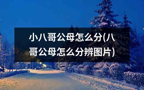 小八哥公母怎么分(八哥公母怎么分辨图片)