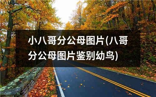 小八哥分公母图片(八哥分公母图片鉴别幼鸟)