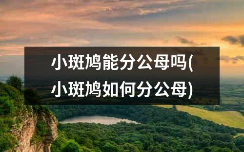 小斑鸠能分公母吗(小斑鸠如何分公母)