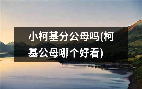 小柯基分公母吗(柯基公母哪个好看)