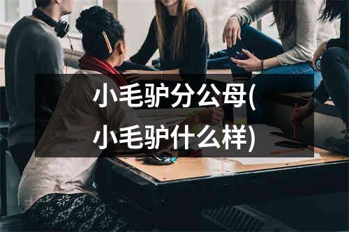 小毛驴分公母(小毛驴什么样)