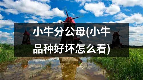 小牛分公母(小牛品种好坏怎么看)