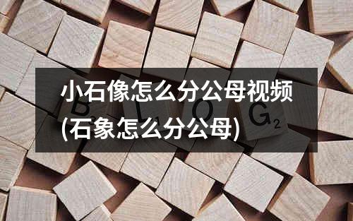 小石像怎么分公母视频(石象怎么分公母)