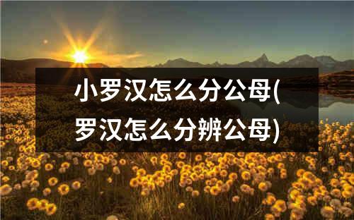 小罗汉怎么分公母(罗汉怎么分辨公母)