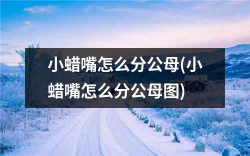 小蜡嘴怎么分公母(小蜡嘴怎么分公母图)