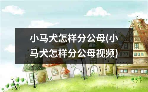 小马犬怎样分公母(小马犬怎样分公母视频)