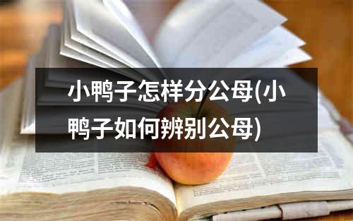 小鸭子怎样分公母(小鸭子如何辨别公母)