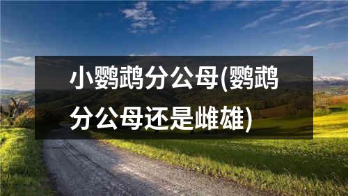 小鹦鹉分公母(鹦鹉分公母还是雌雄)