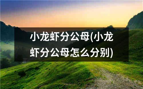 小龙虾分公母(小龙虾分公母怎么分别)