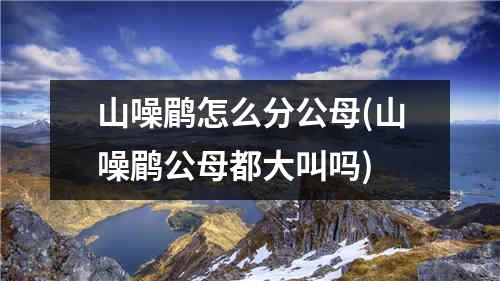 山噪鹛怎么分公母(山噪鹛公母都大叫吗)