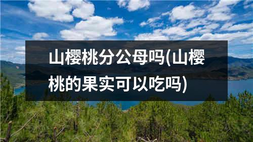 山樱桃分公母吗(山樱桃的果实可以吃吗)