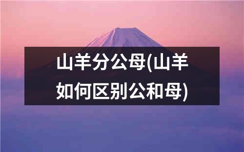 山羊分公母(山羊如何区别公和母)