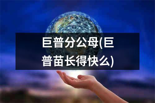 巨普分公母(巨普苗长得快么)