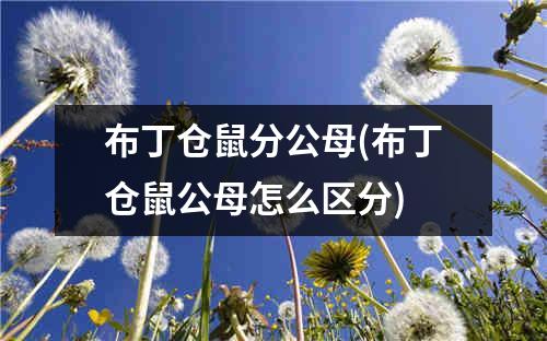 布丁仓鼠分公母(布丁仓鼠公母怎么区分)