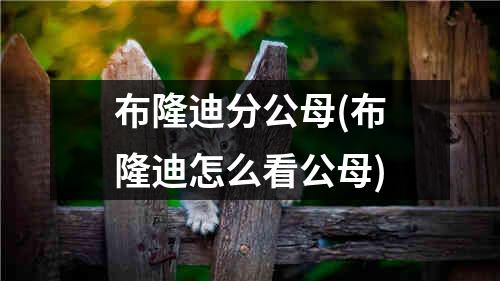 布隆迪分公母(布隆迪怎么看公母)