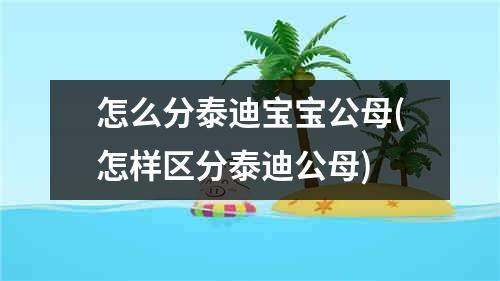 怎么分泰迪宝宝公母(怎样区分泰迪公母)