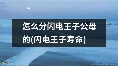 怎么分闪电王子公母的(闪电王子寿命)