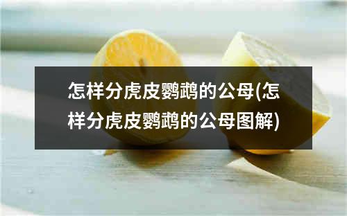 怎样分虎皮鹦鹉的公母(怎样分虎皮鹦鹉的公母图解)