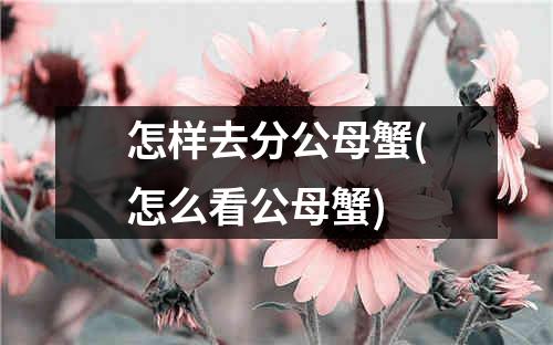 怎样去分公母蟹(怎么看公母蟹)