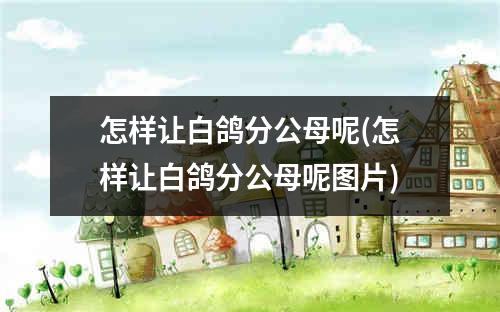 怎样让白鸽分公母呢(怎样让白鸽分公母呢图片)