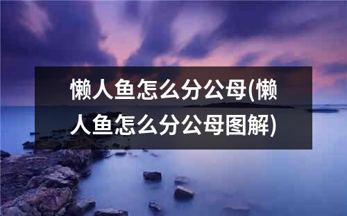 懒人鱼怎么分公母(懒人鱼怎么分公母图解)