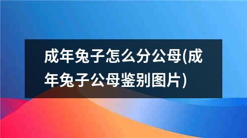 成年兔子怎么分公母(成年兔子公母鉴别图片)