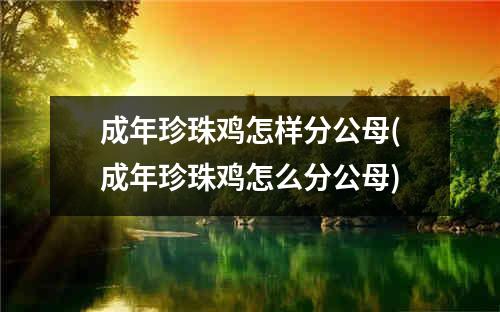 成年珍珠鸡怎样分公母(成年珍珠鸡怎么分公母)