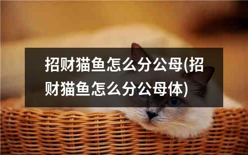 招财猫鱼怎么分公母(招财猫鱼怎么分公母体)