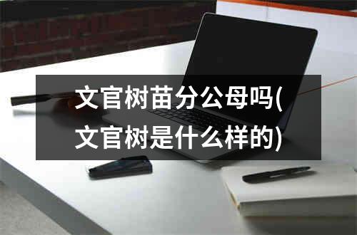 文官树苗分公母吗(文官树是什么样的)