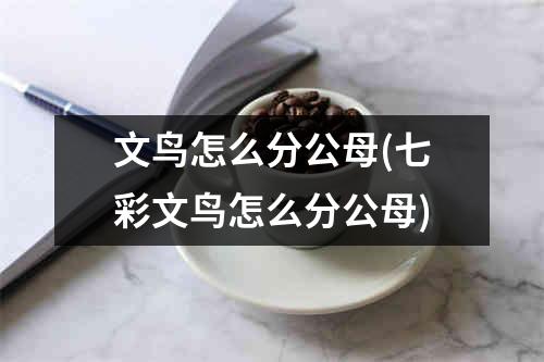 文鸟怎么分公母(七彩文鸟怎么分公母)