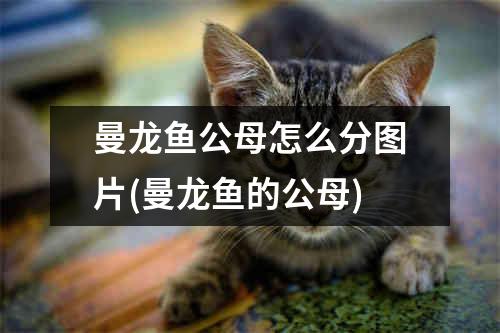 曼龙鱼公母怎么分图片(曼龙鱼的公母)