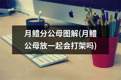 月鳢分公母图解(月鳢公母放一起会打架吗)