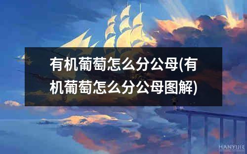 有机葡萄怎么分公母(有机葡萄怎么分公母图解)