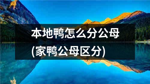 本地鸭怎么分公母(家鸭公母区分)