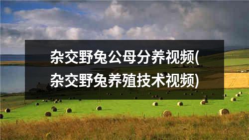 杂交野兔公母分养视频(杂交野兔养殖技术视频)