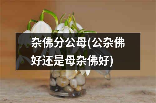 杂佛分公母(公杂佛好还是母杂佛好)