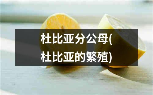 杜比亚分公母(杜比亚的繁殖)