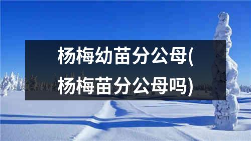 杨梅幼苗分公母(杨梅苗分公母吗)