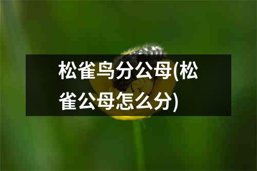 松雀鸟分公母(松雀公母怎么分)