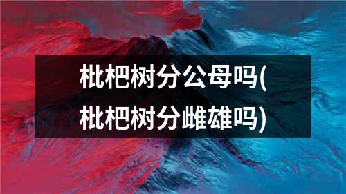 枇杷树分公母吗(枇杷树分雌雄吗)